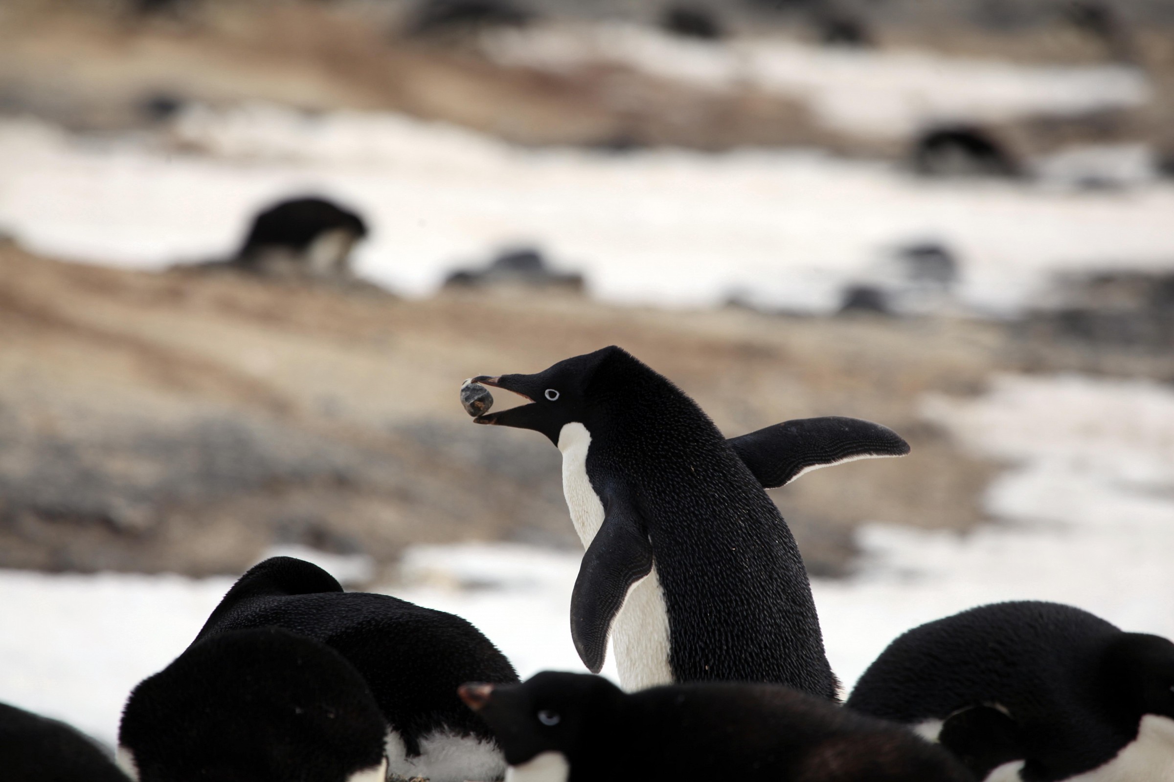 Adelie furto sassetti