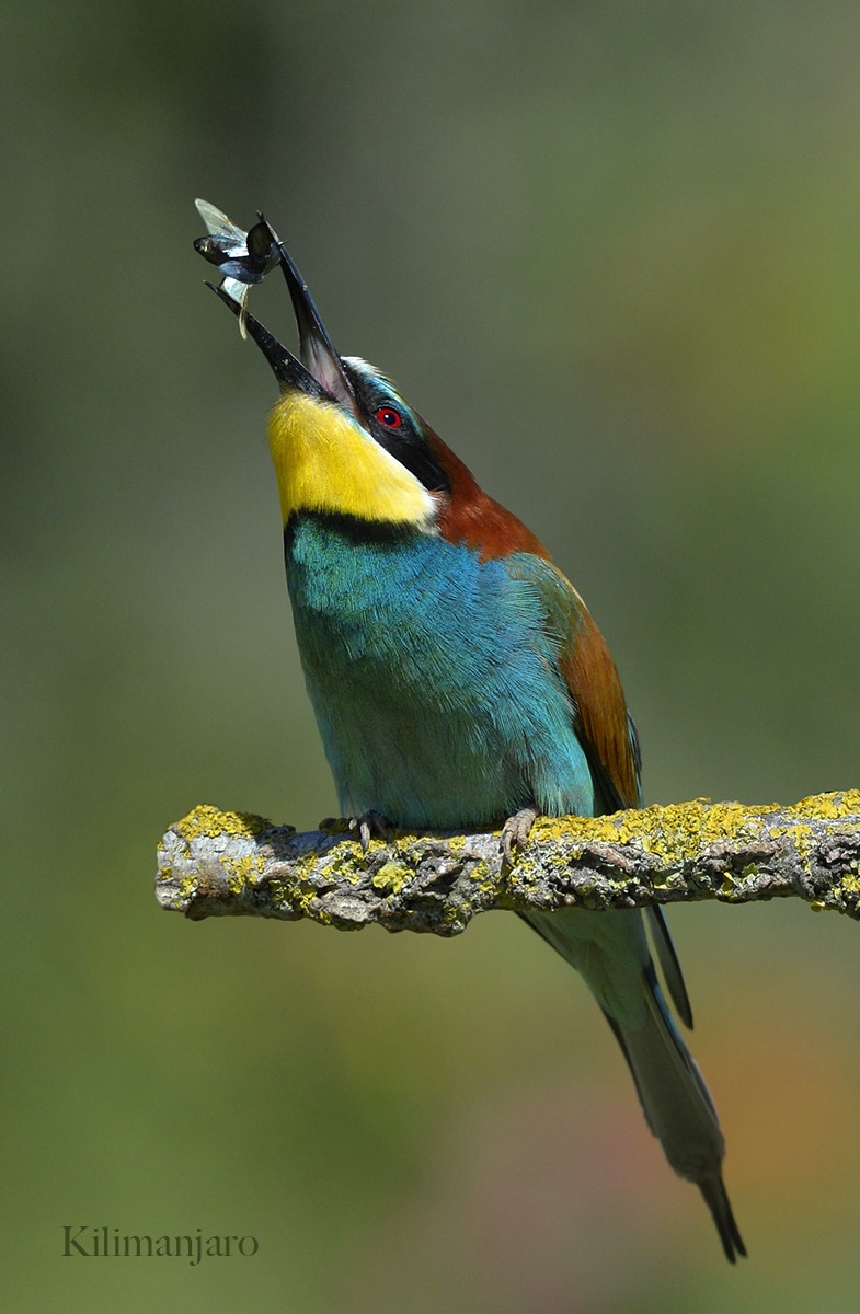 Bee-eater with insect.