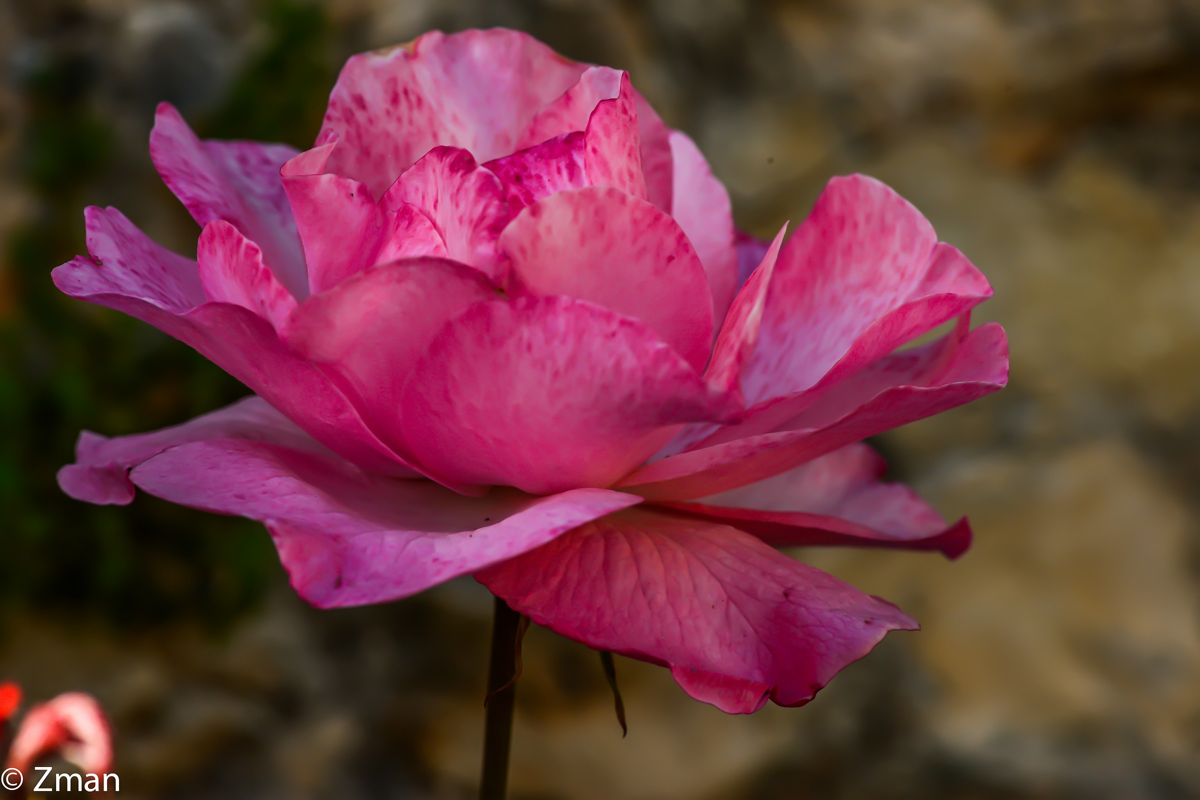 Pink Rose