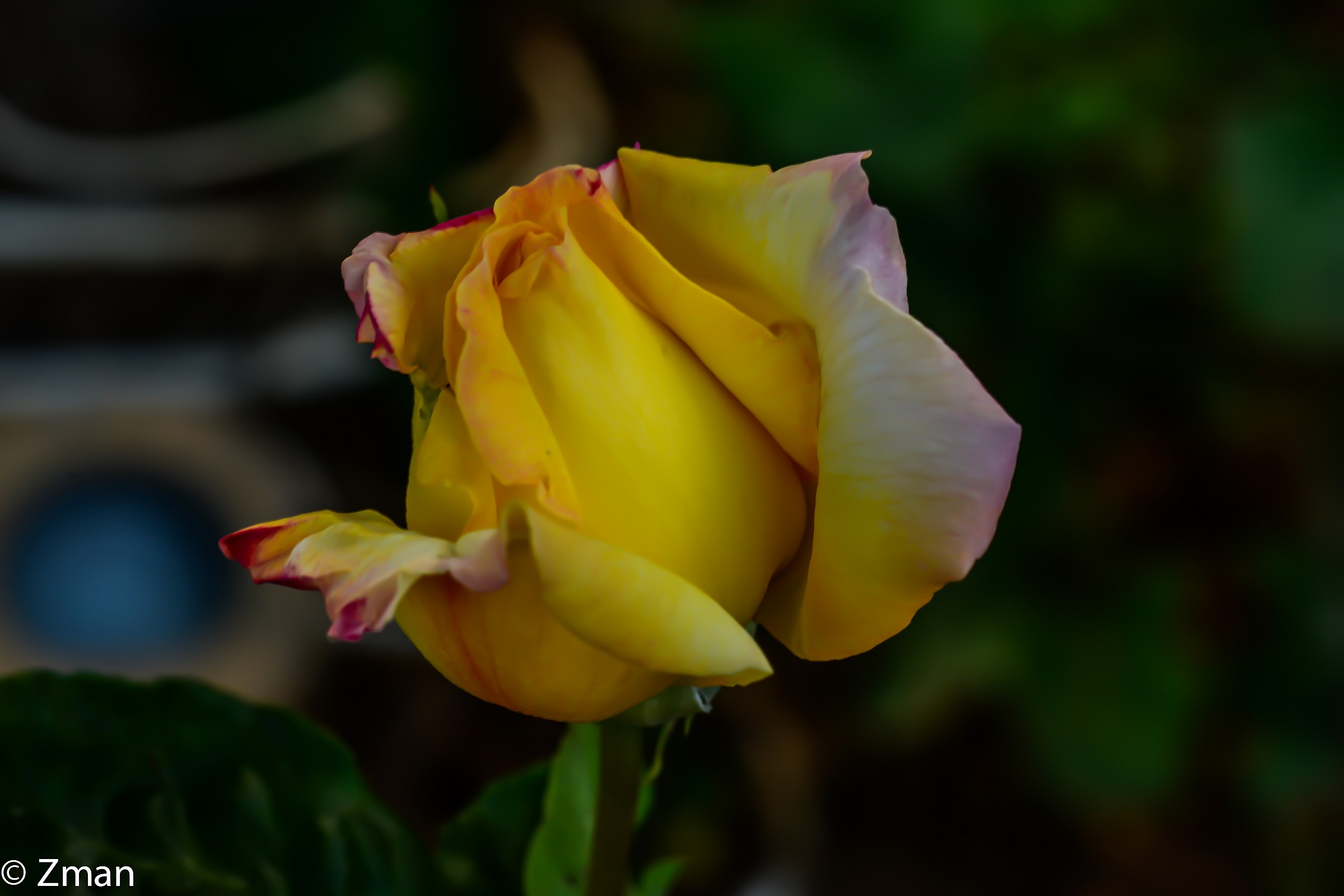 Yellow Rose