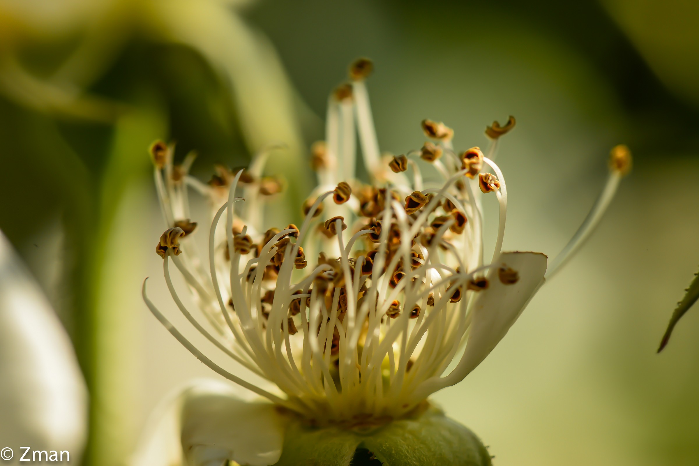 The Heart of The White Rose