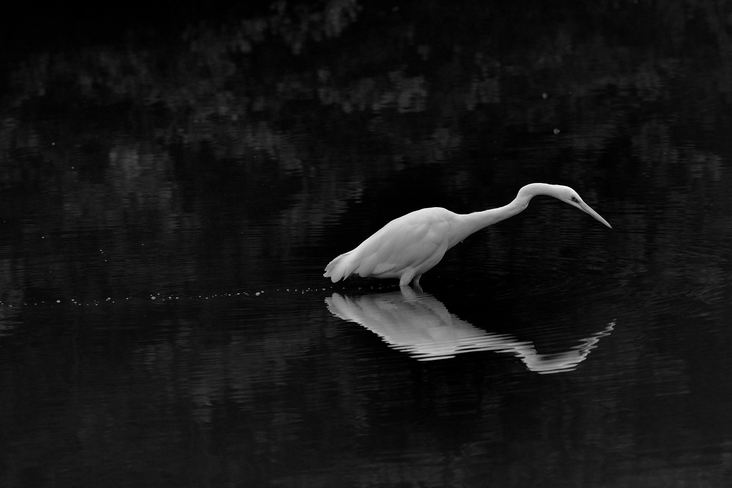 Heron B and W