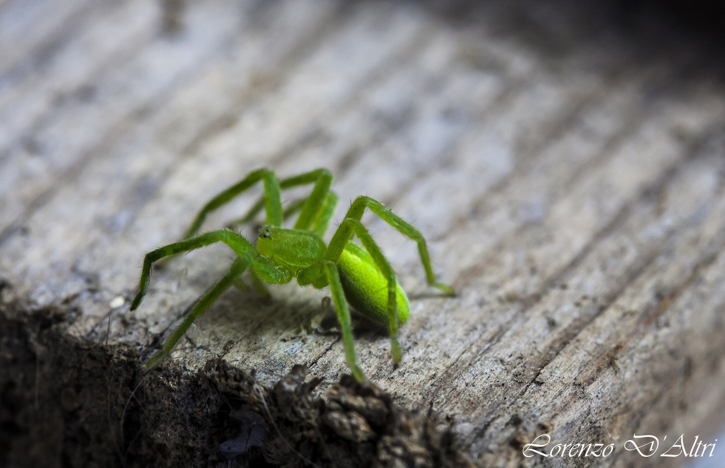 Micrommata Virescens