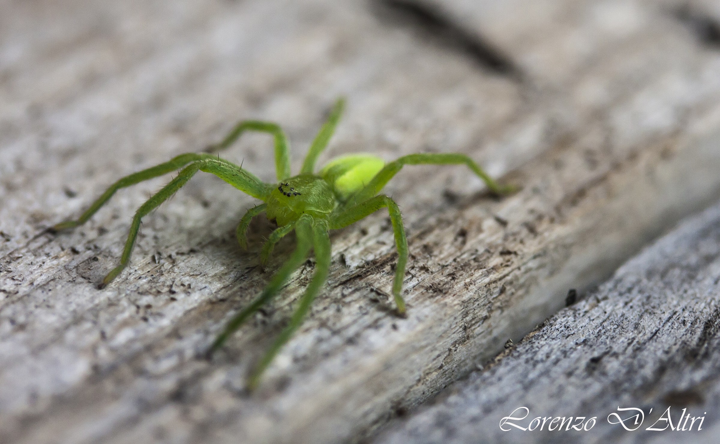 Micrommata Virescens