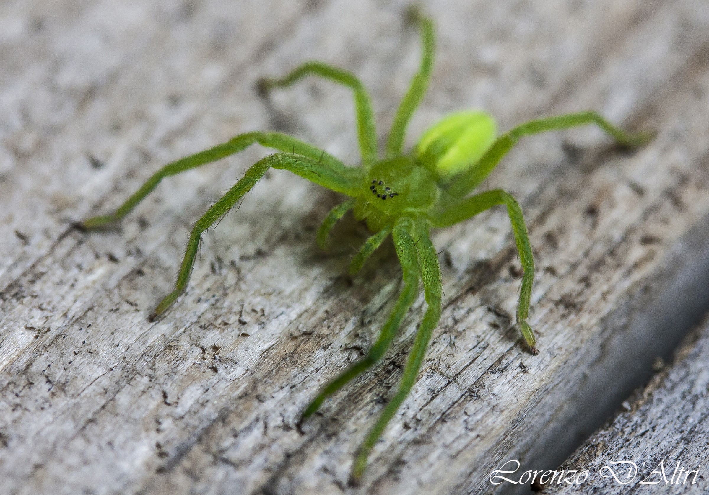 Micrommata Virescens
