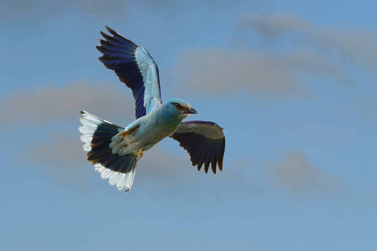 European roller