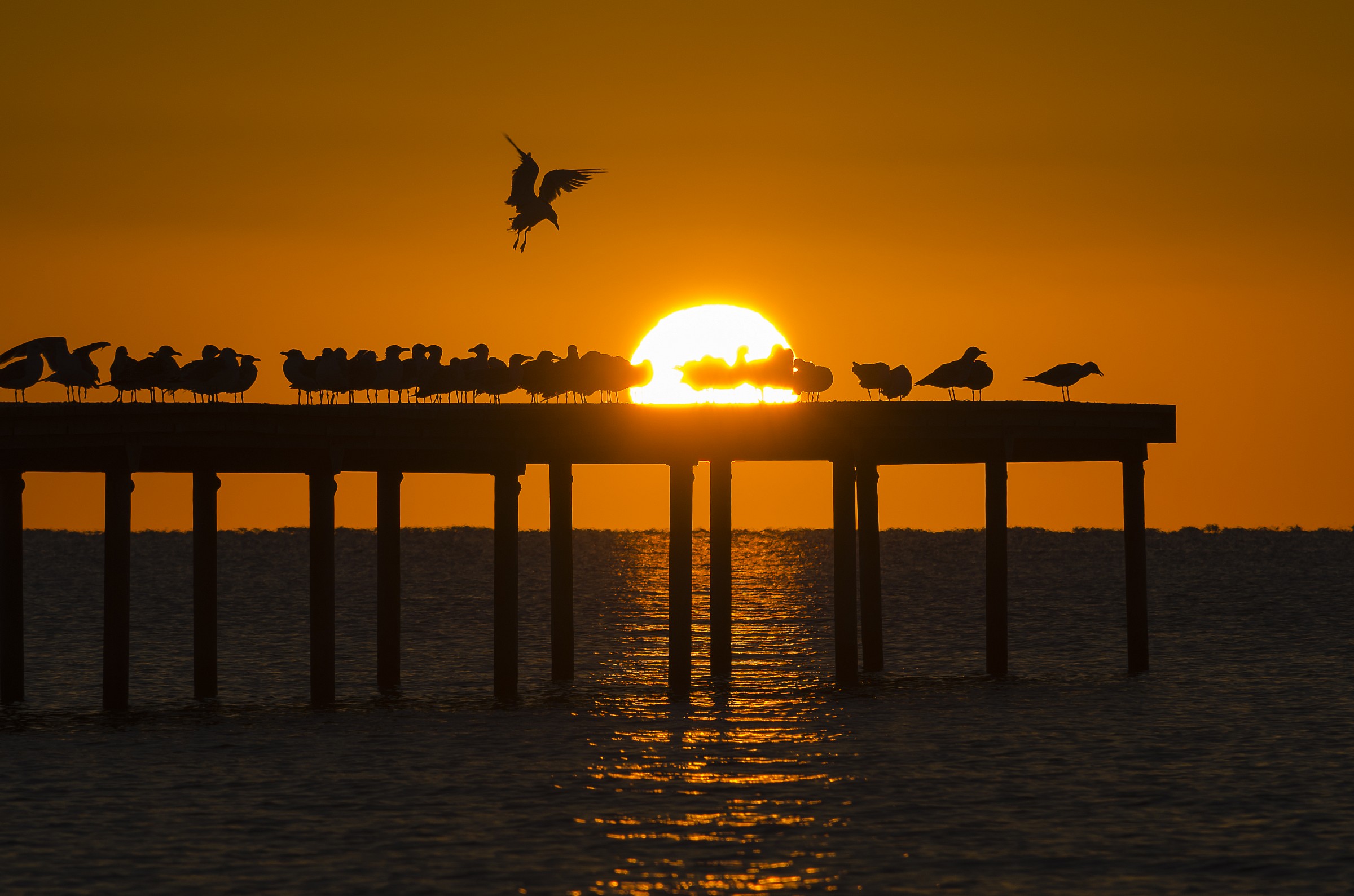 the awakening of the seagulls