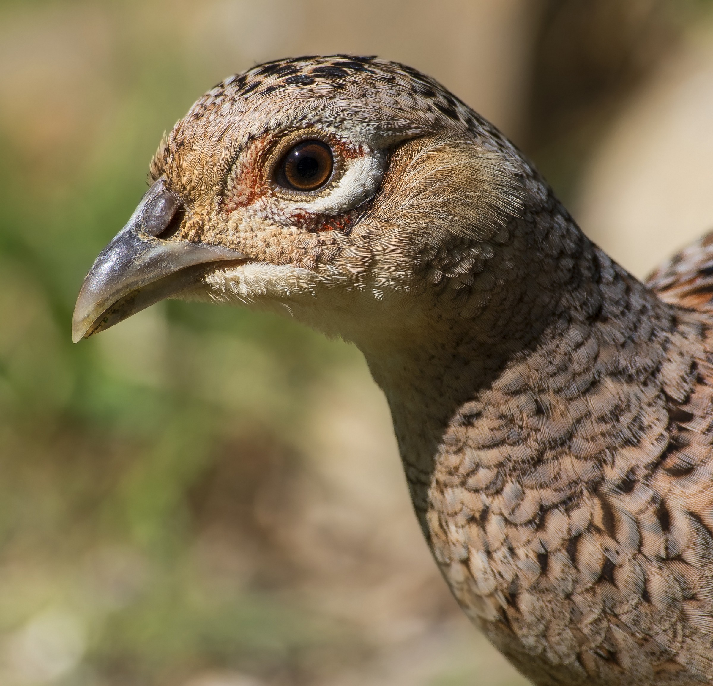 Foto rielaborata con photoshop