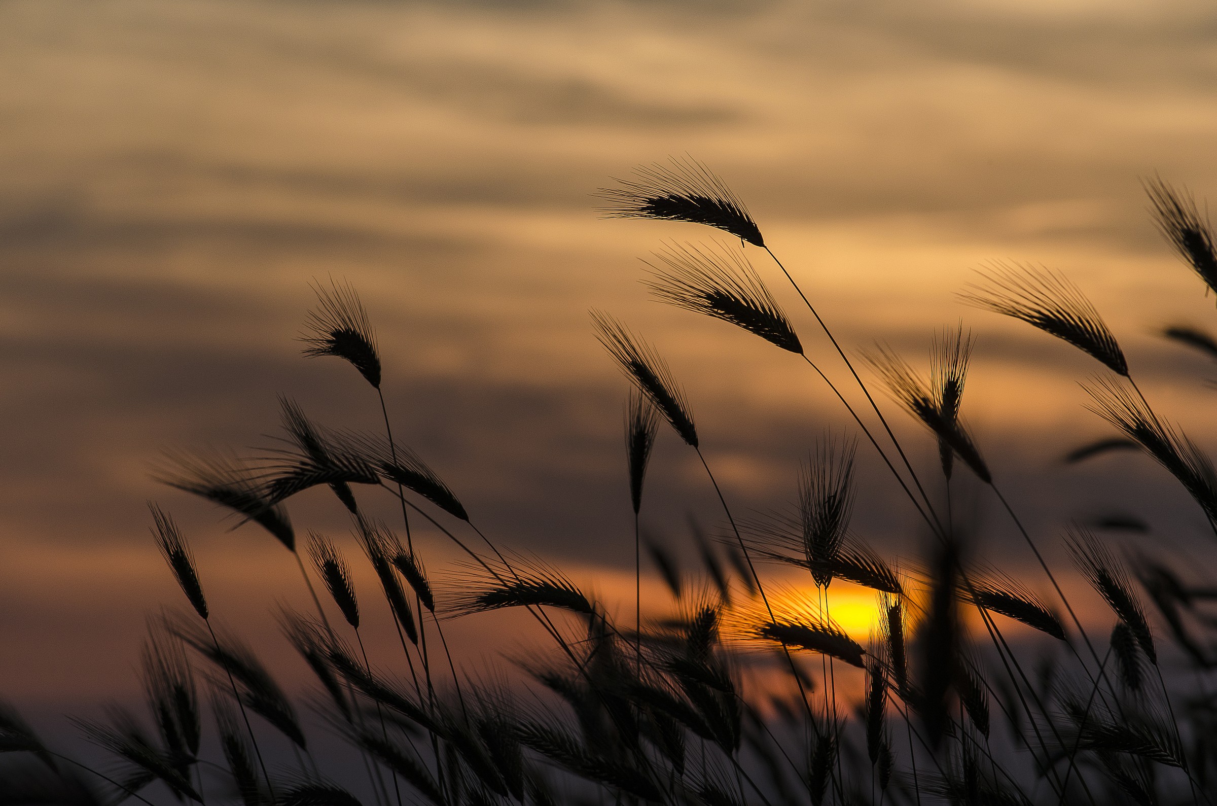 The look in the evening