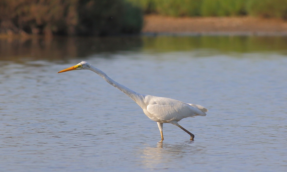 Egret in trim "fishing rod"