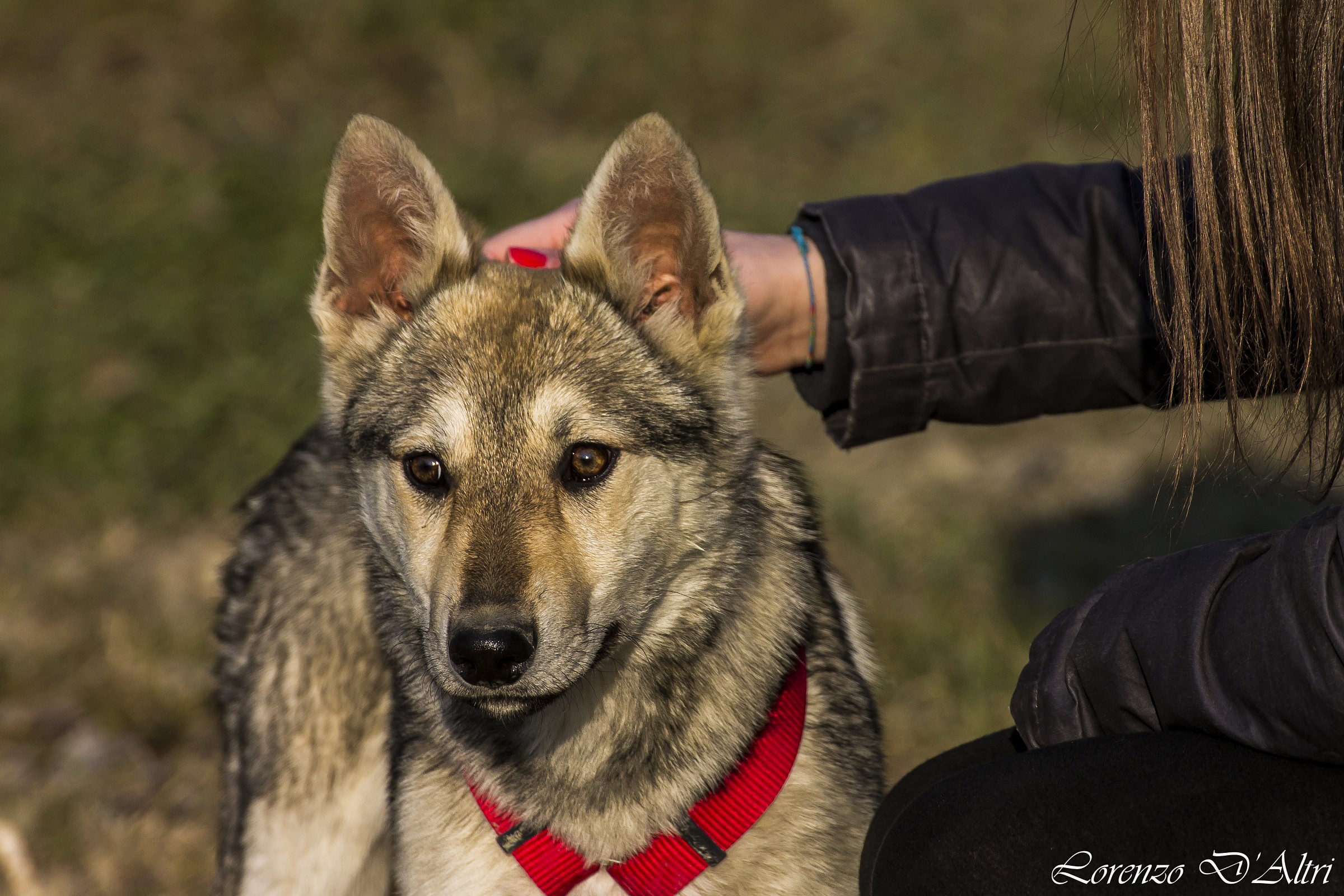 Cucciolo di Lupo Cecoslovacco