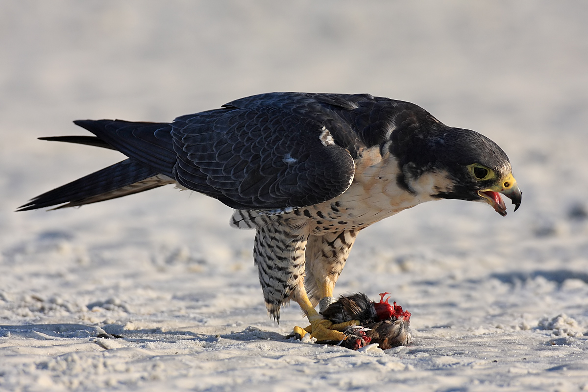 Peregrine falcon
