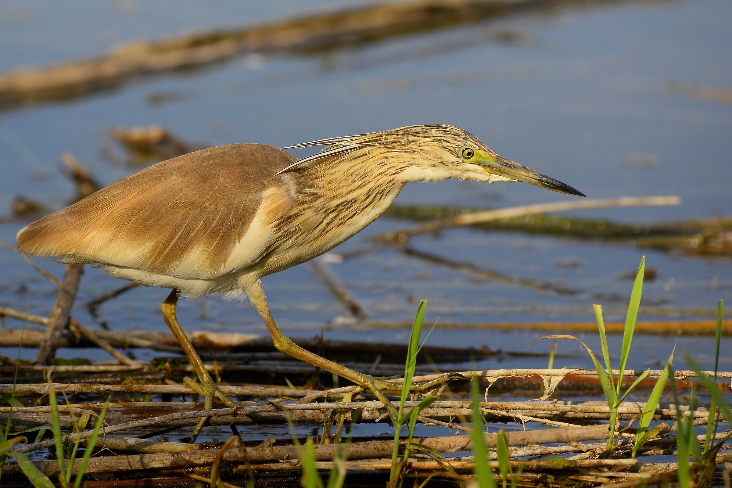 sgarza ciuffetto al tramonto