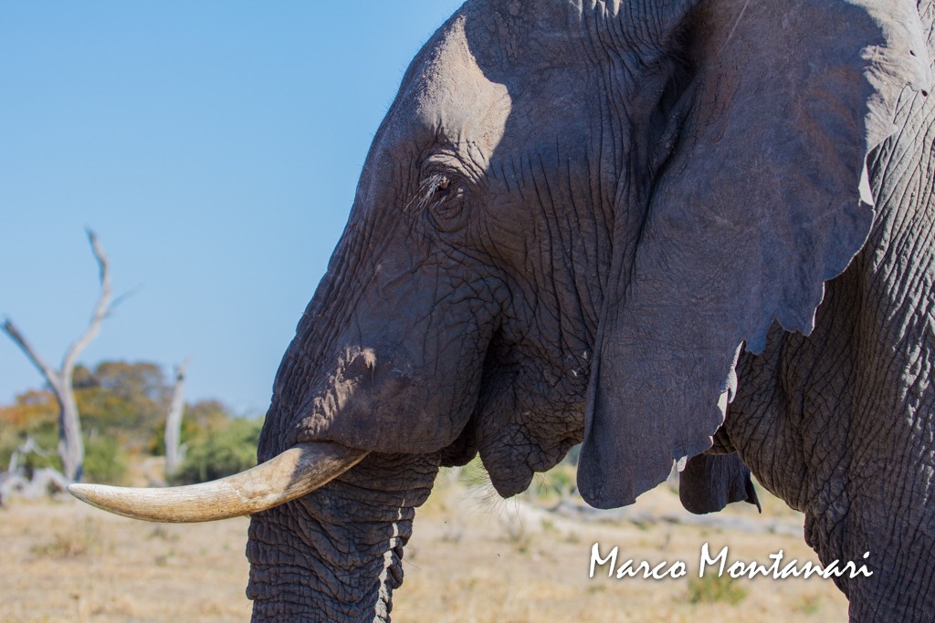 Elefante in Sud Africa