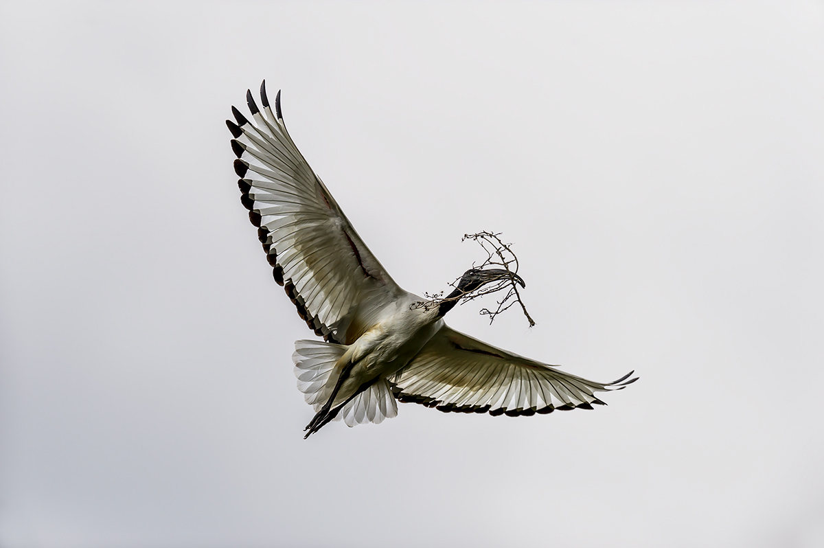 ricostruzione del nido dopo temporale