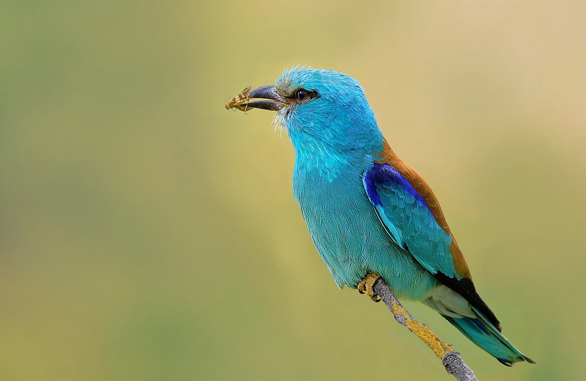 European Roller with prey