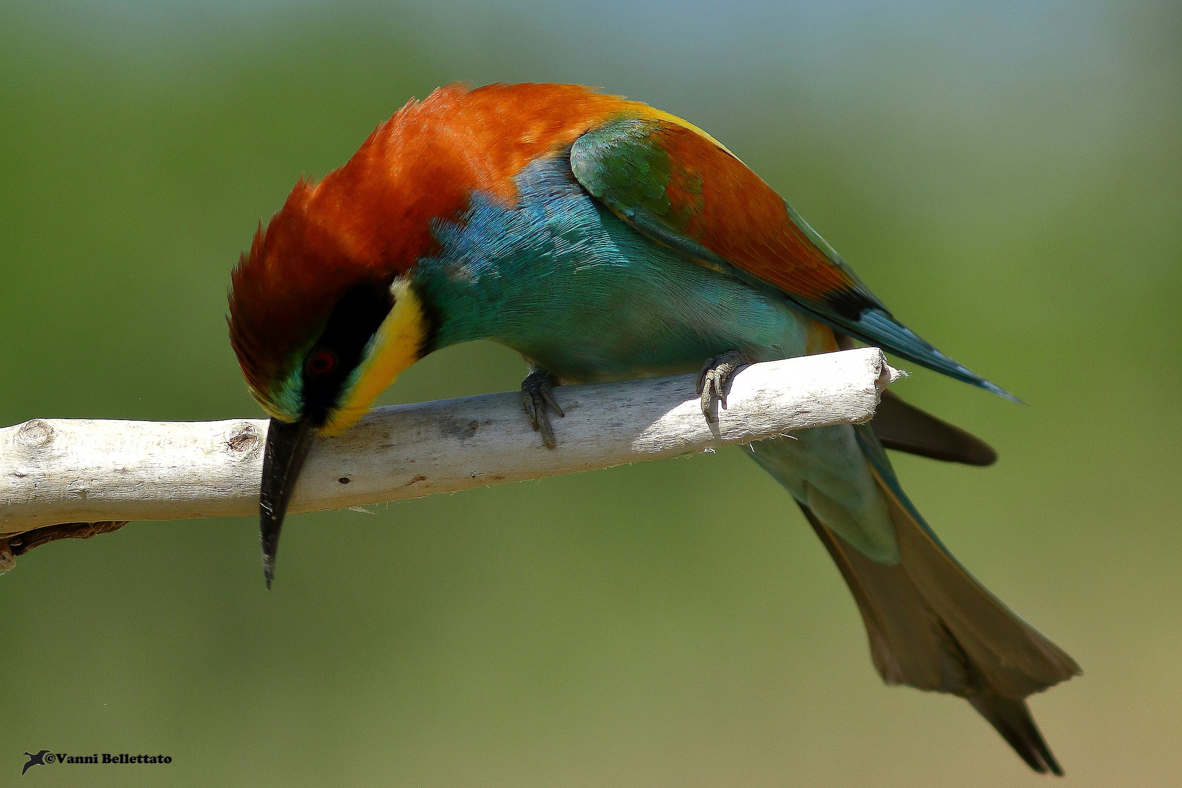 gruccione (Merops apiaster) Delta del Po - Rovigo - Ita