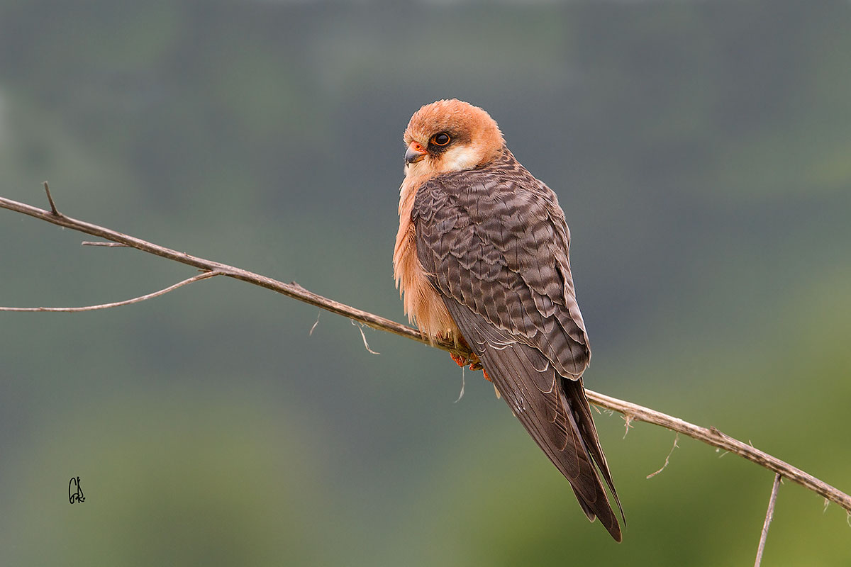 Hawk Cuckoo