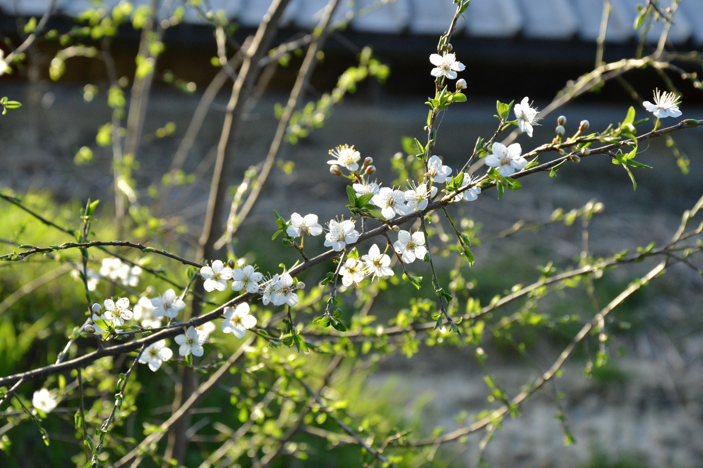The Magic of Flowers