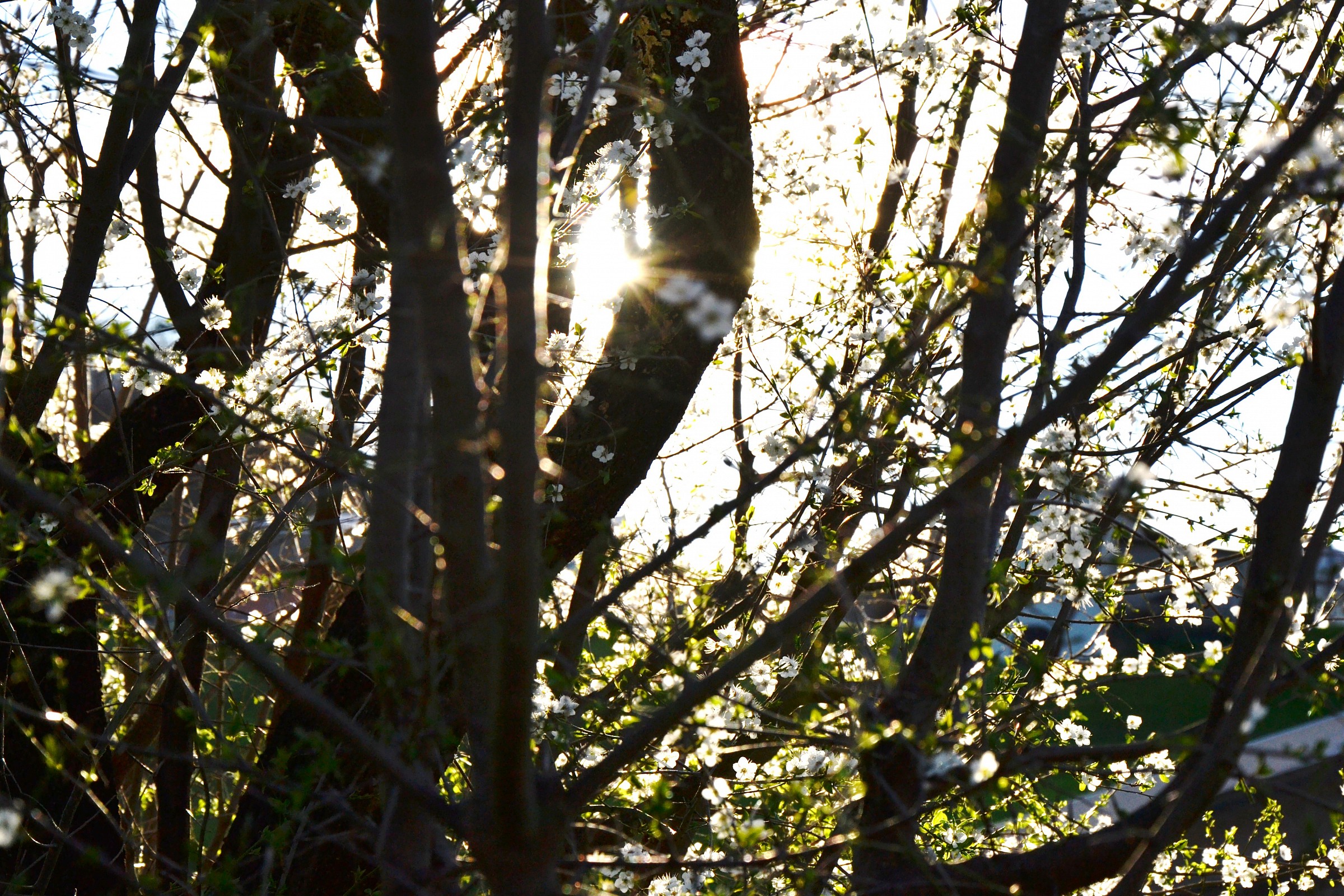 The Magic of Flowers