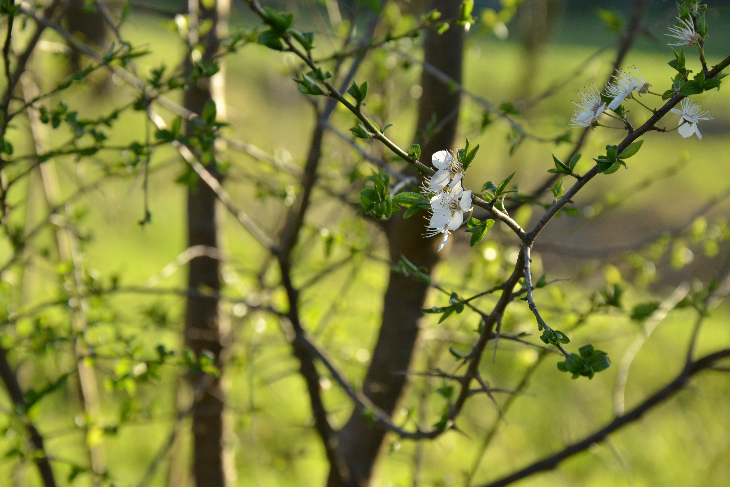 The Magic of Flowers