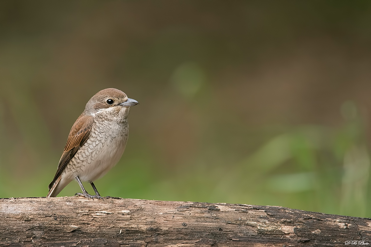 Small Shrike Female (Lanius collurio)
