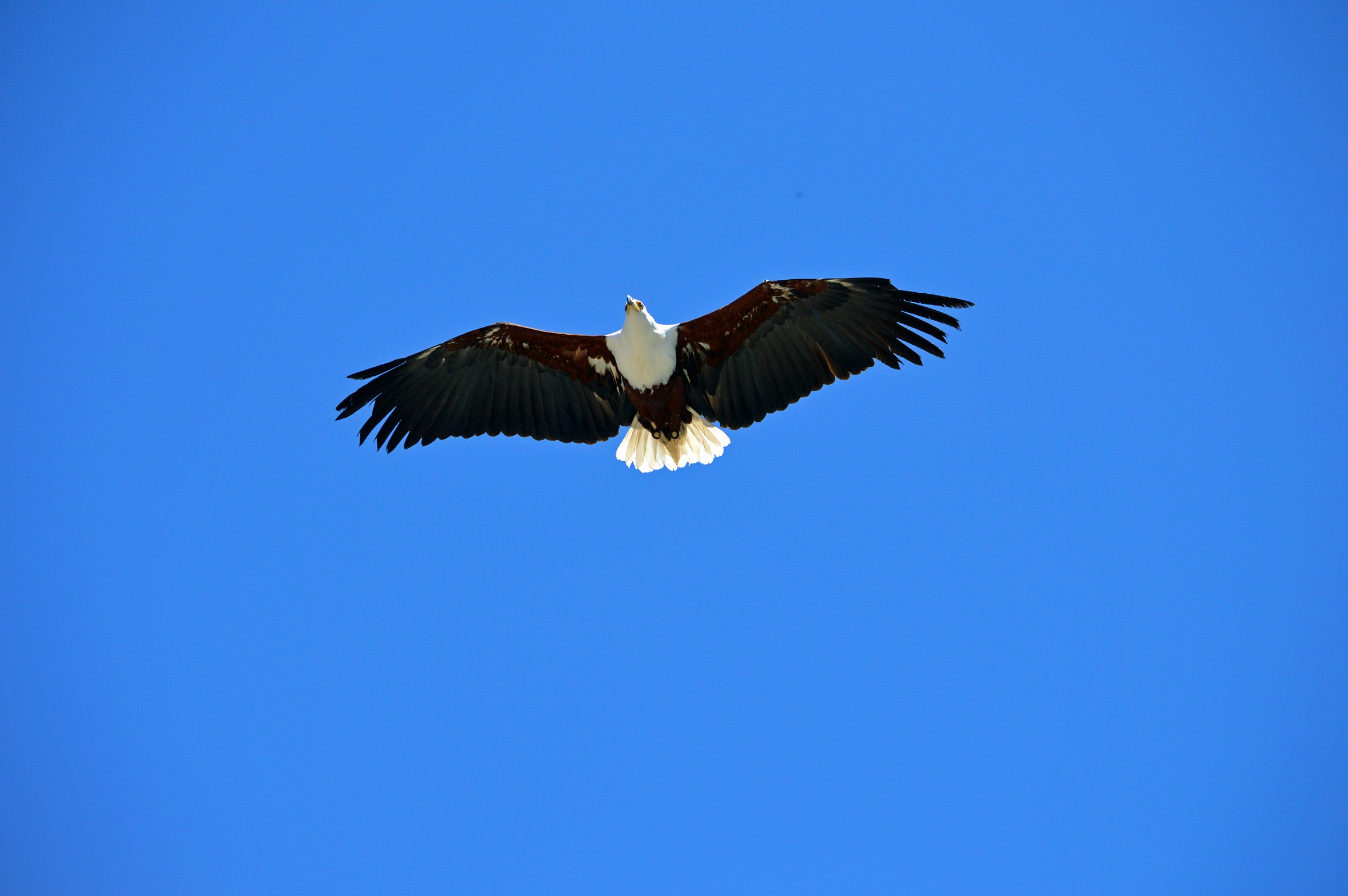 White-headed sea eagle
