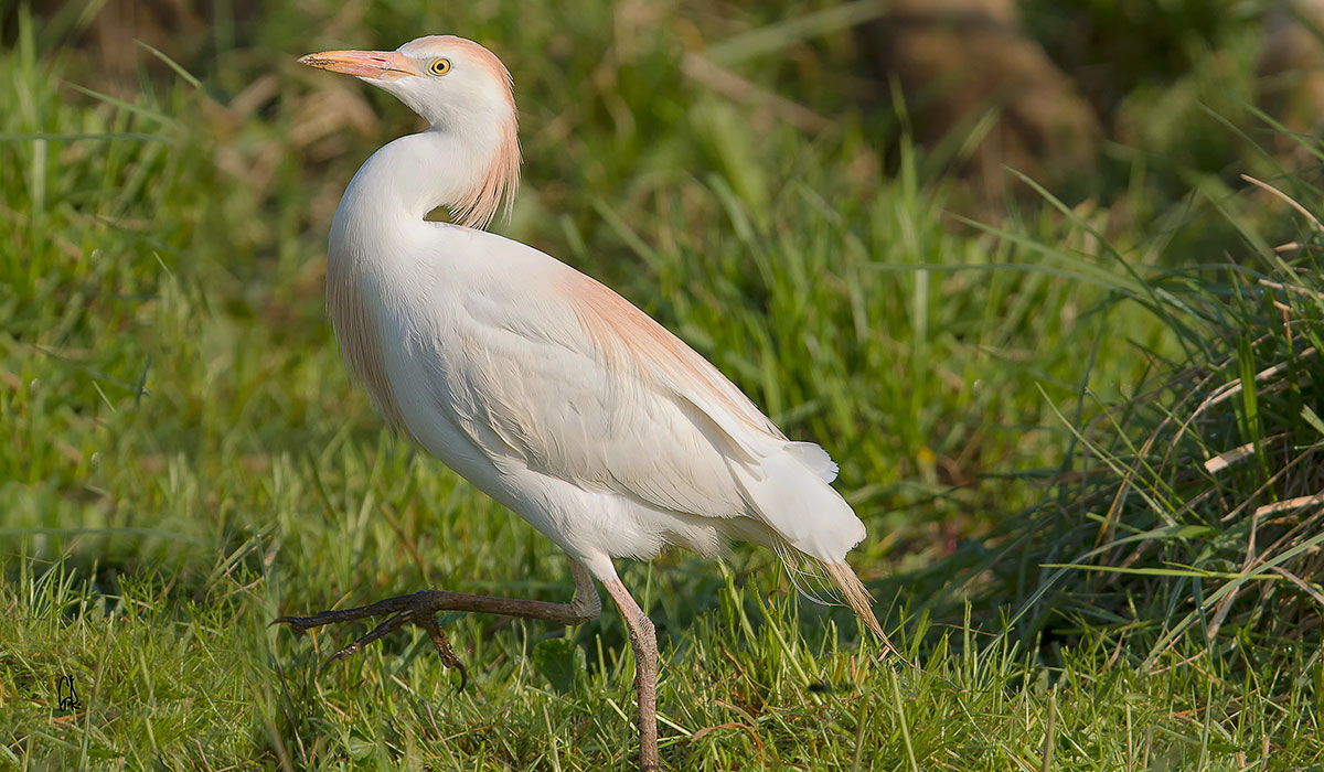 Cattle Egret