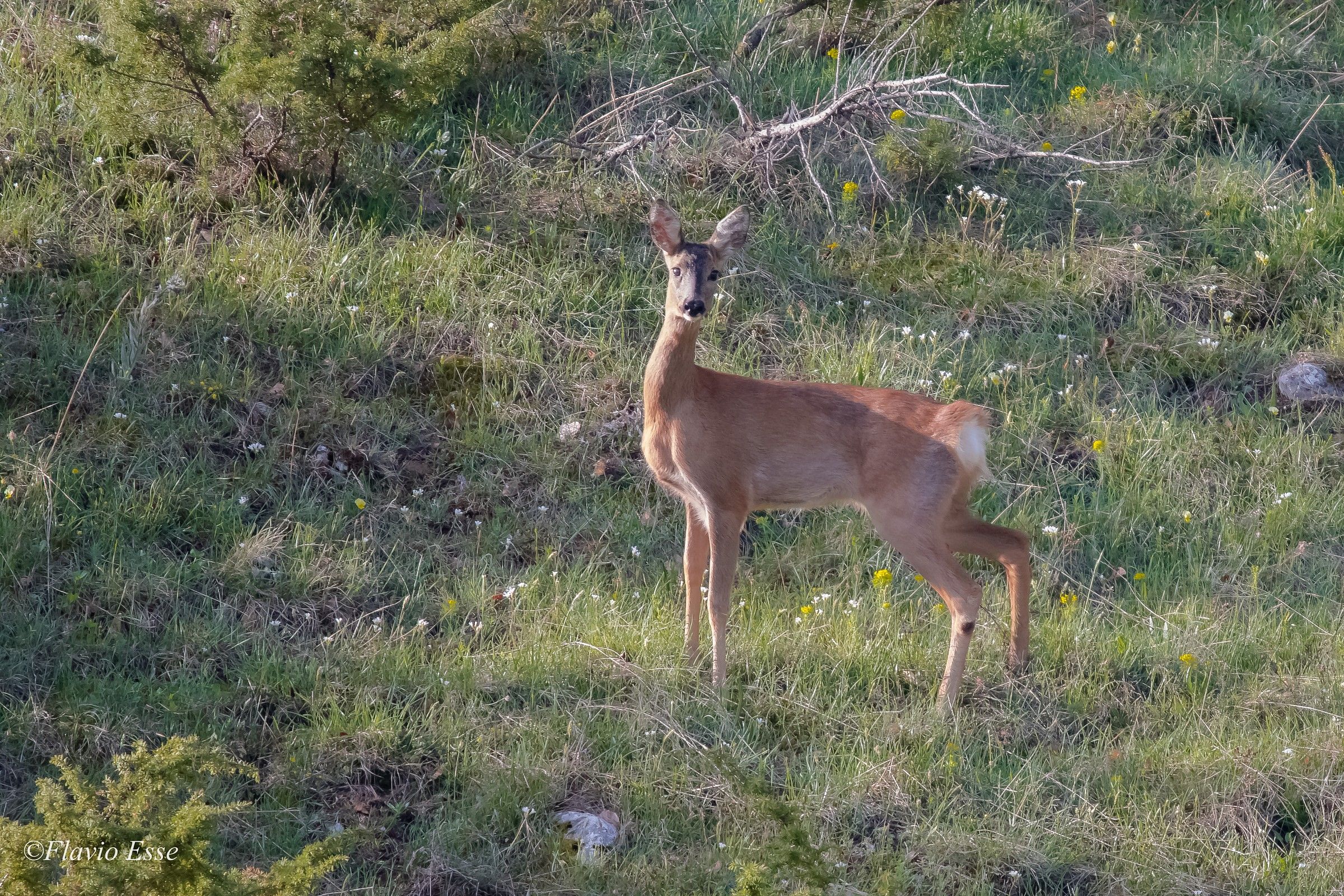 Capriolo (femmina ambientata)
