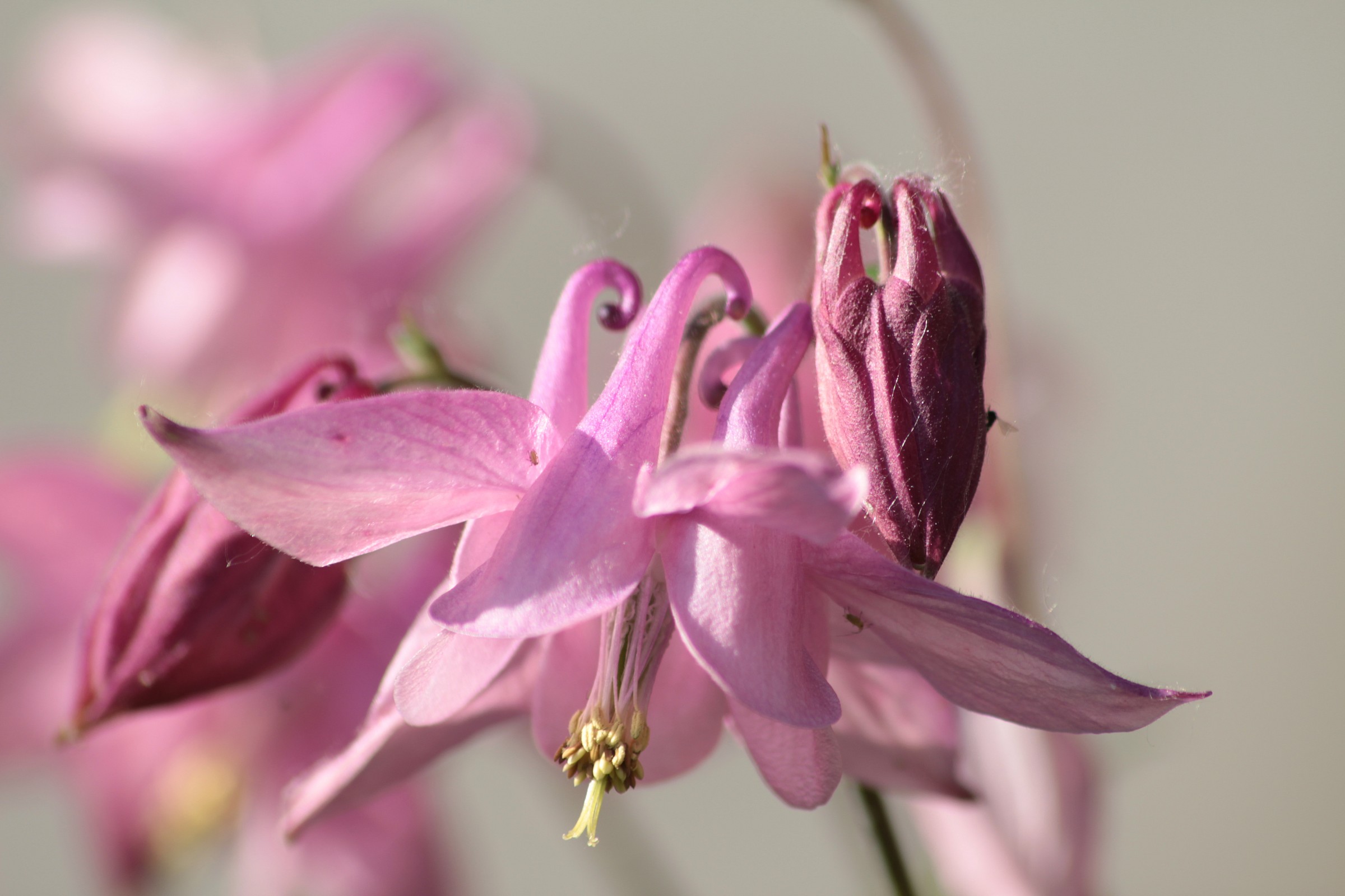 modelle di primavera