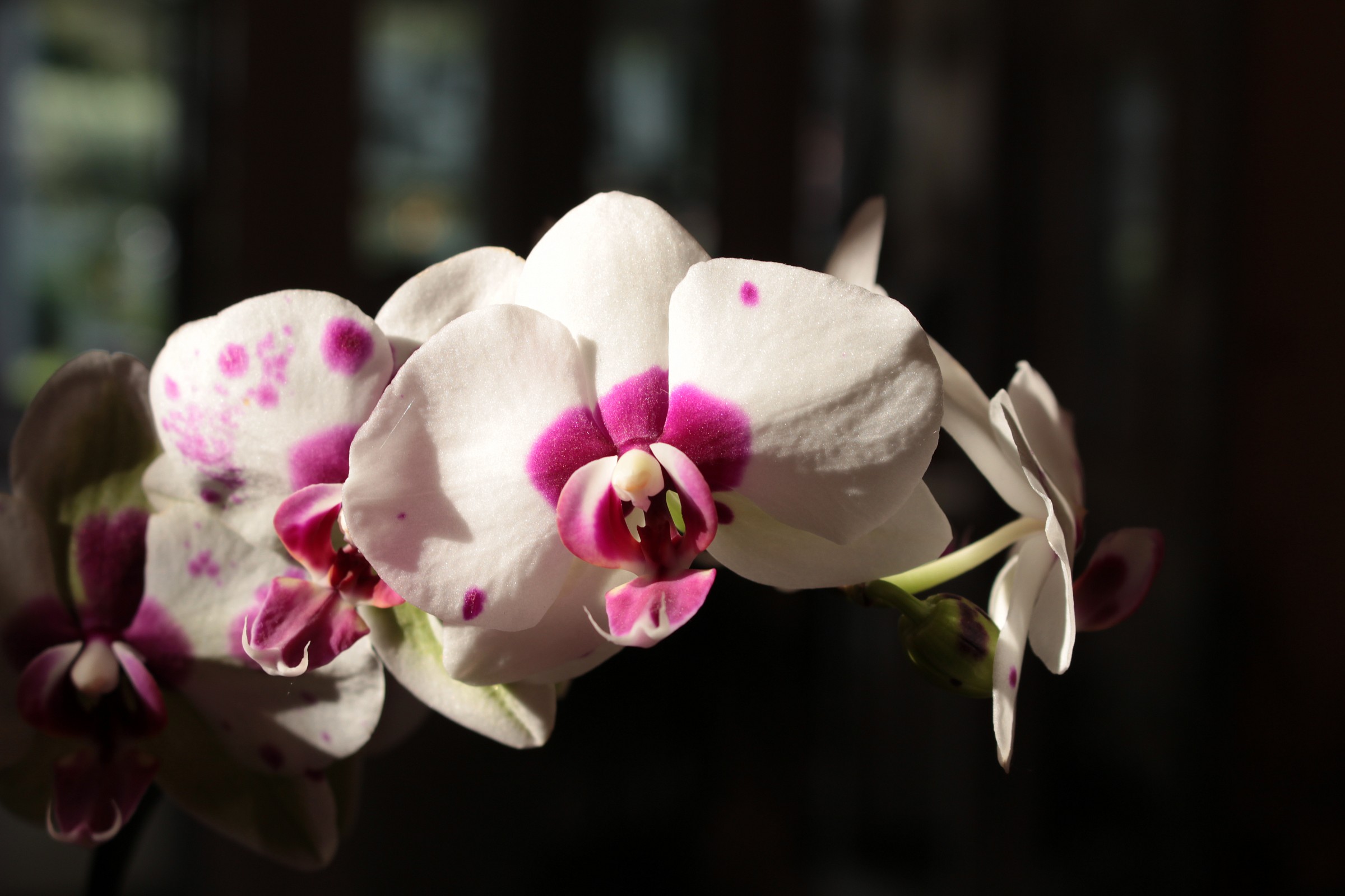 orchidee