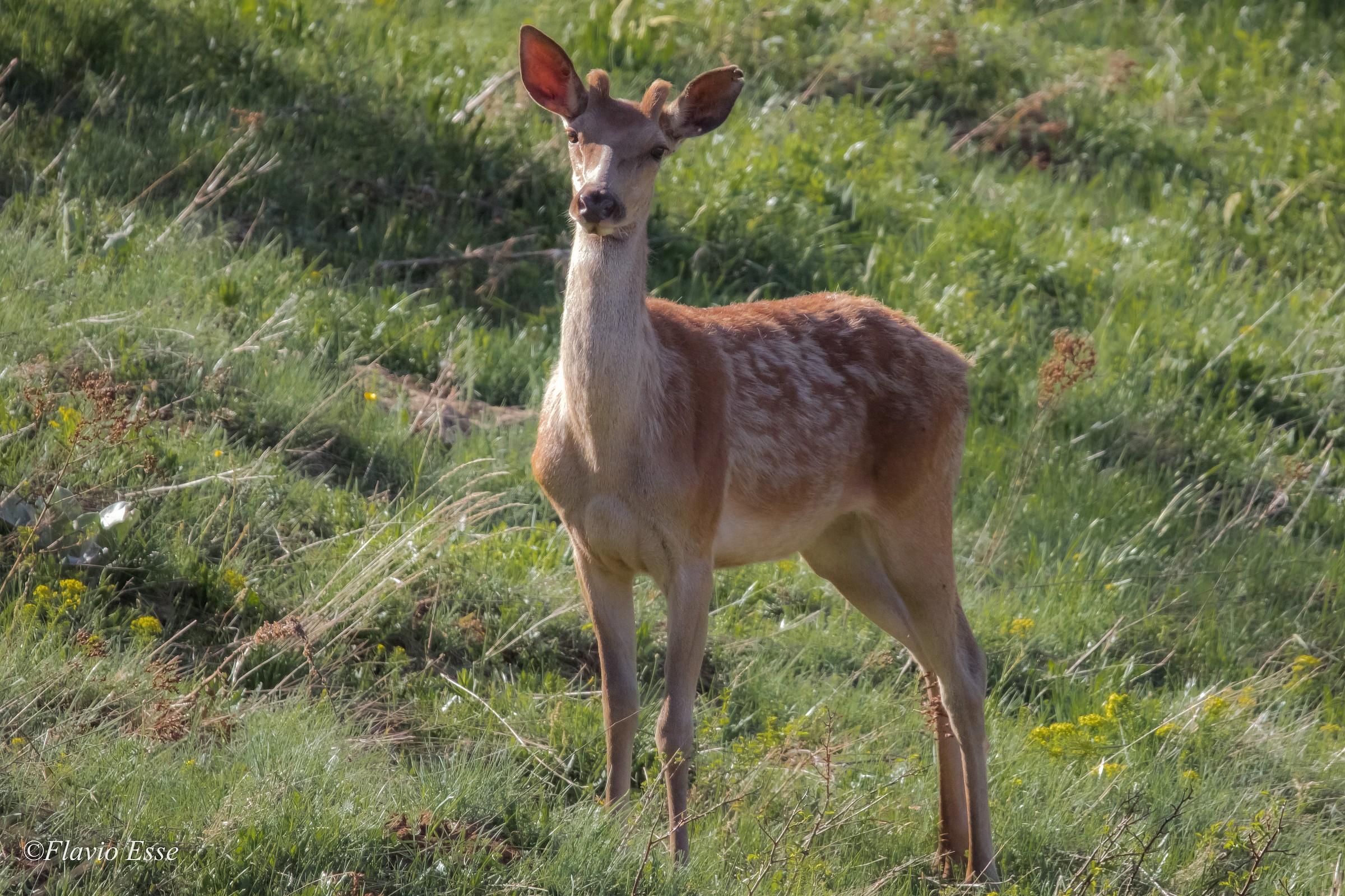 Cervo (maschio ambientato)