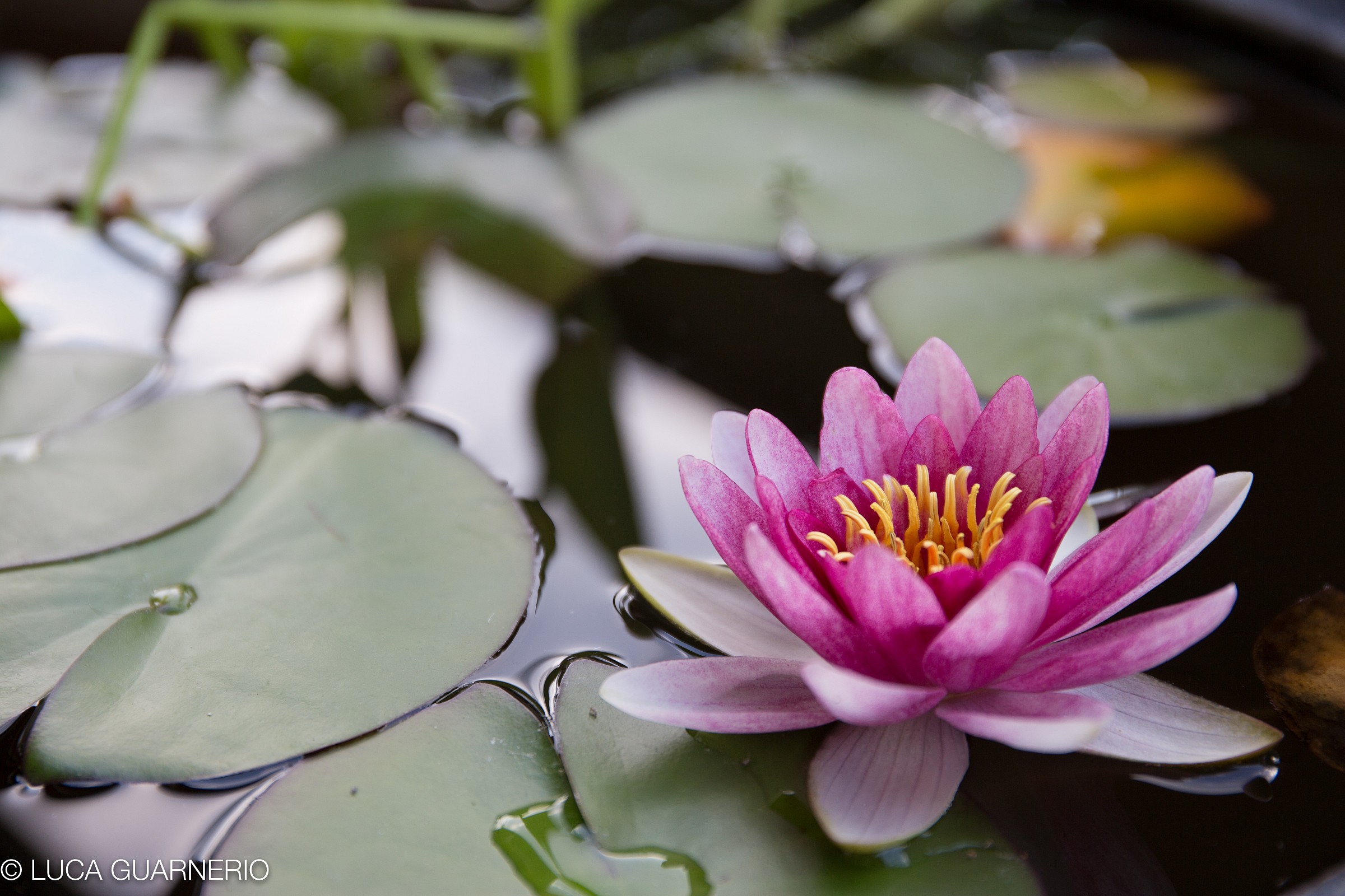 il mio laghetto da balcone