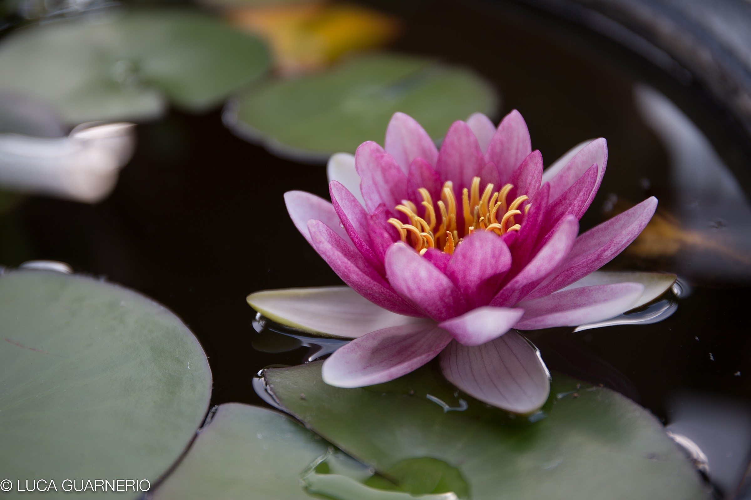 il mio laghetto da balcone due