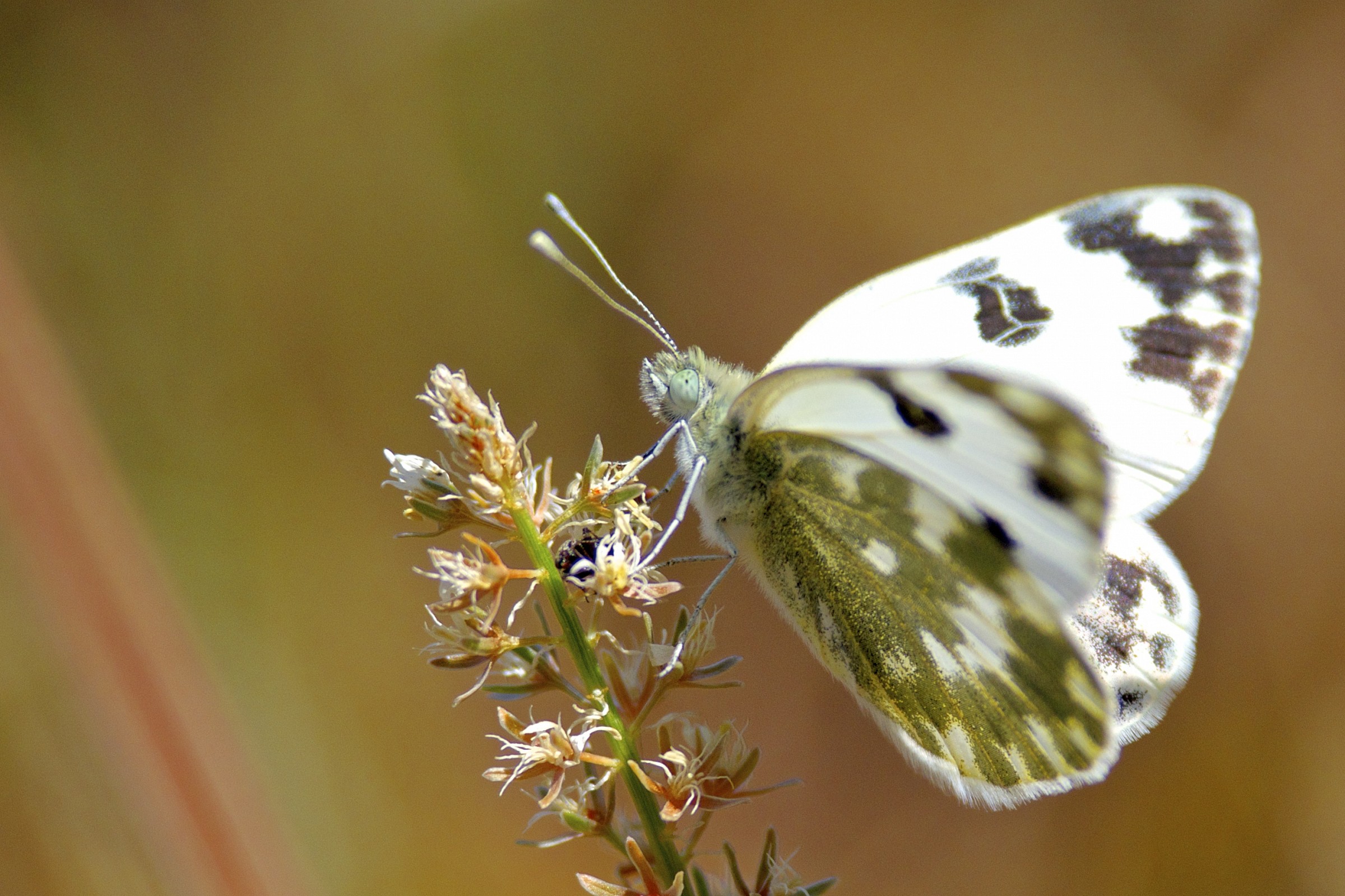 Cavolaia screziata(Pieris daplidice)