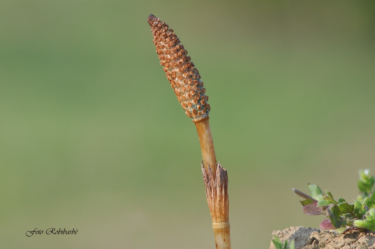 Equisetum pratense...