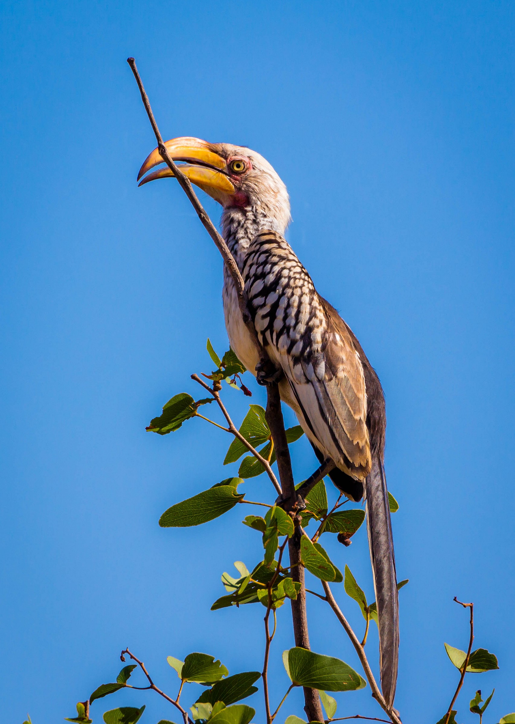 Southern yellow hornbill