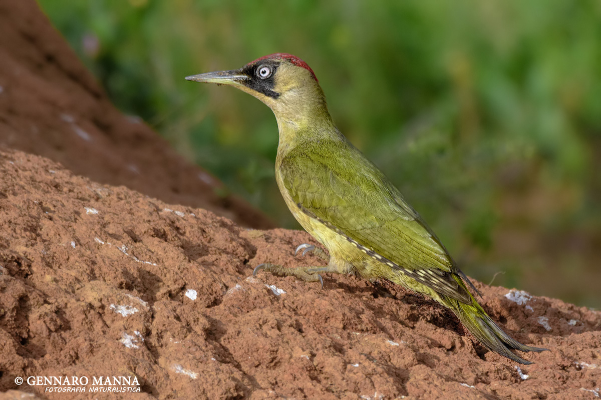 Green Woodpecker (Picus viridis)