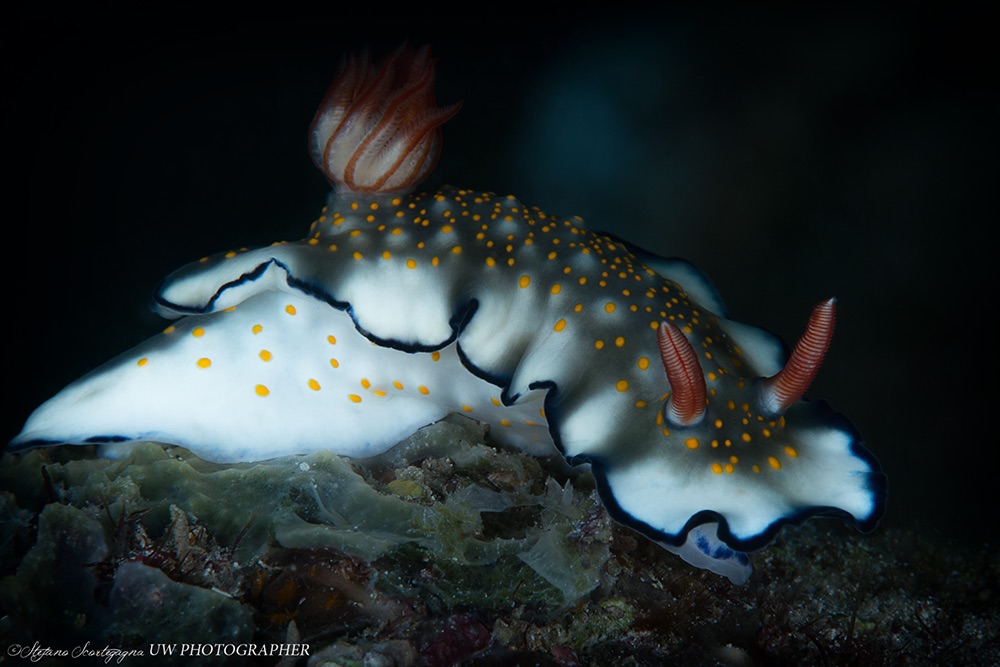 Hypselodoris bollandi