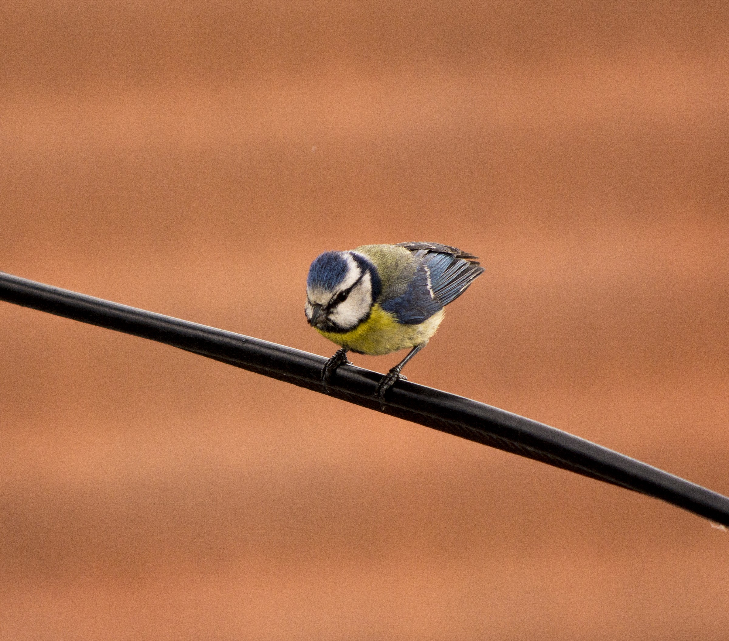 For love I gave the tail