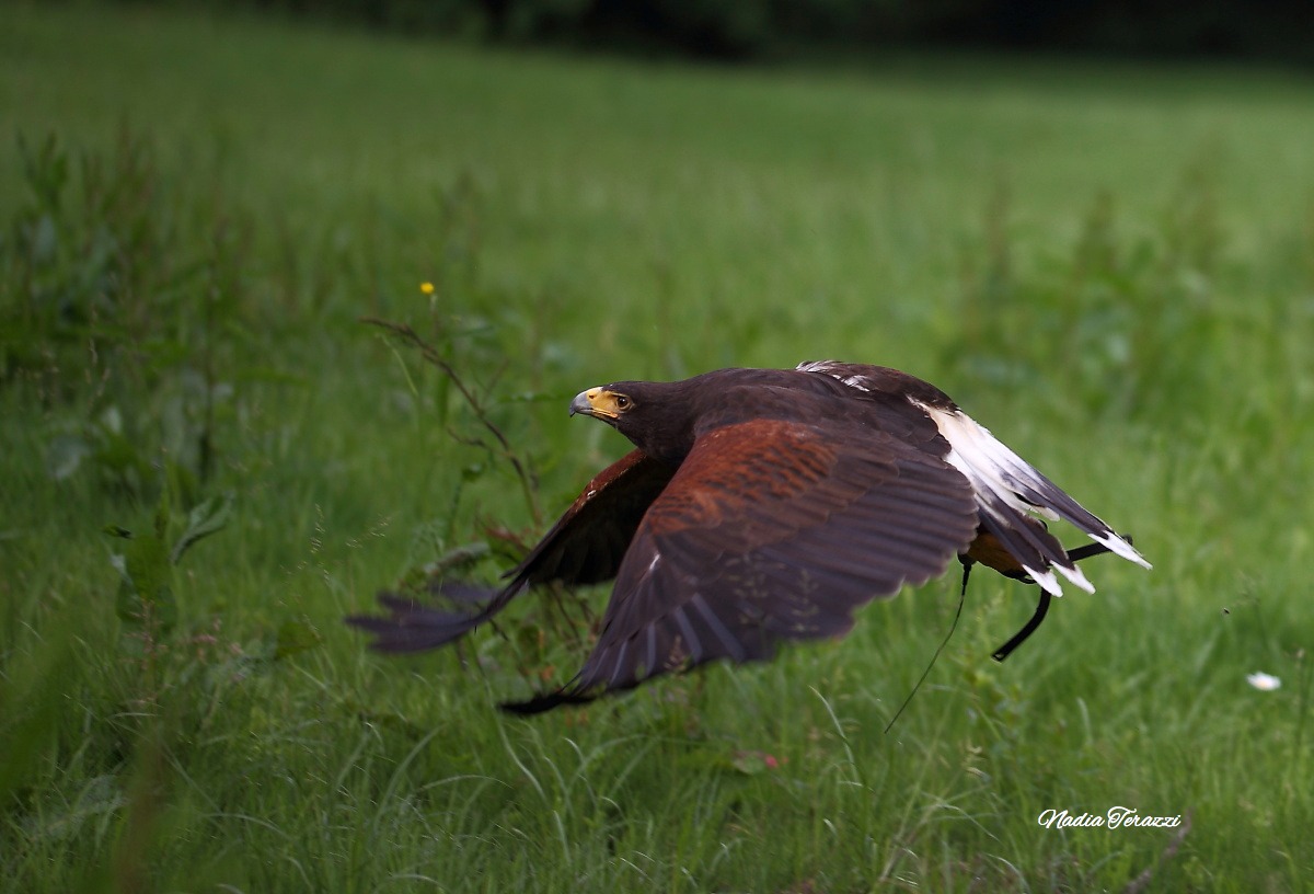 scuola di falconeria - Poiana
