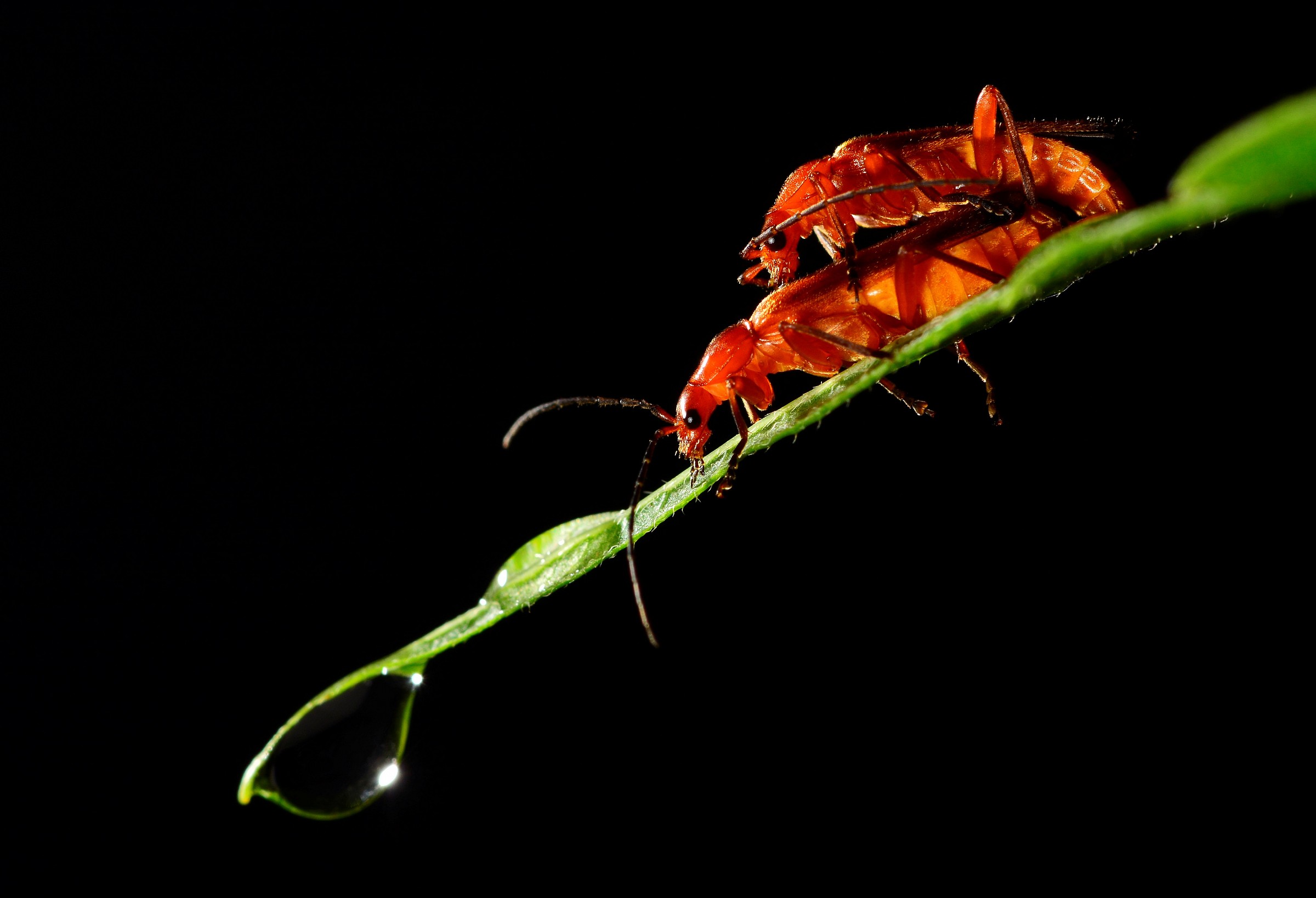 l'amore su una foglia