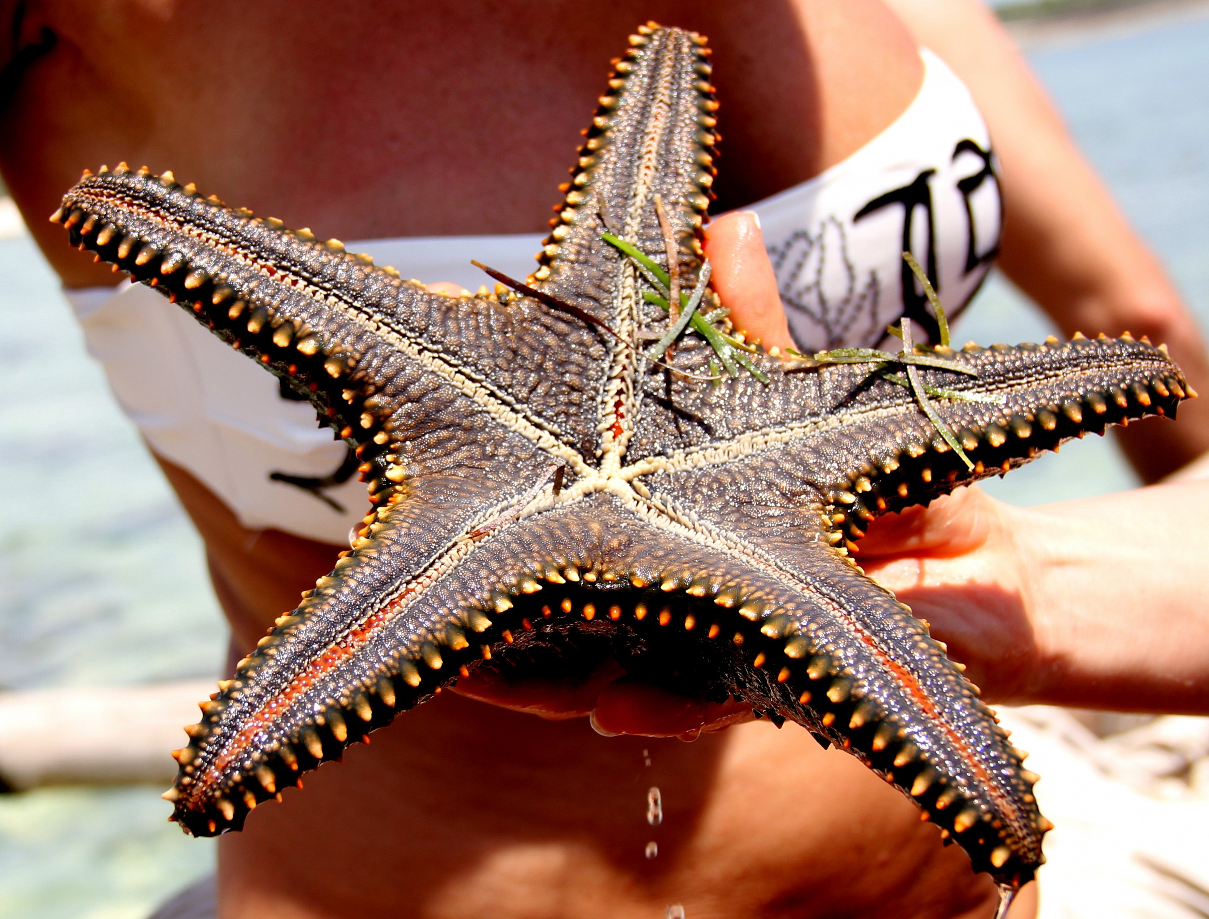 The other side of a starfish