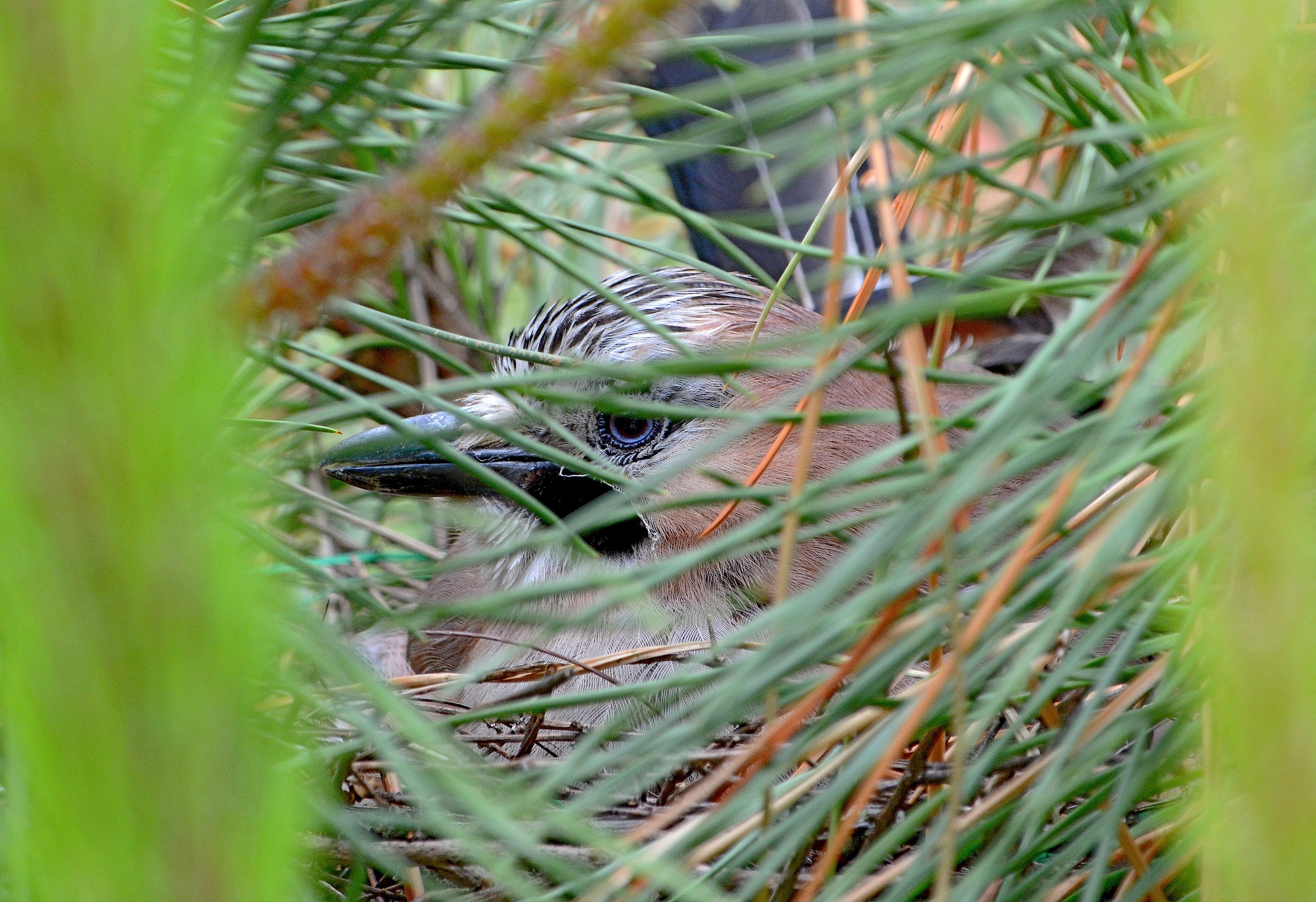 After the cue all quiet