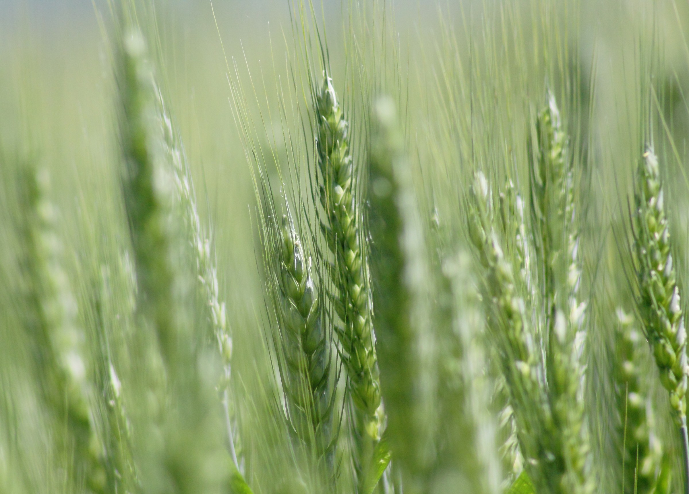 ..spighe ... yet gold ....