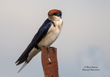 Hirundo smithii