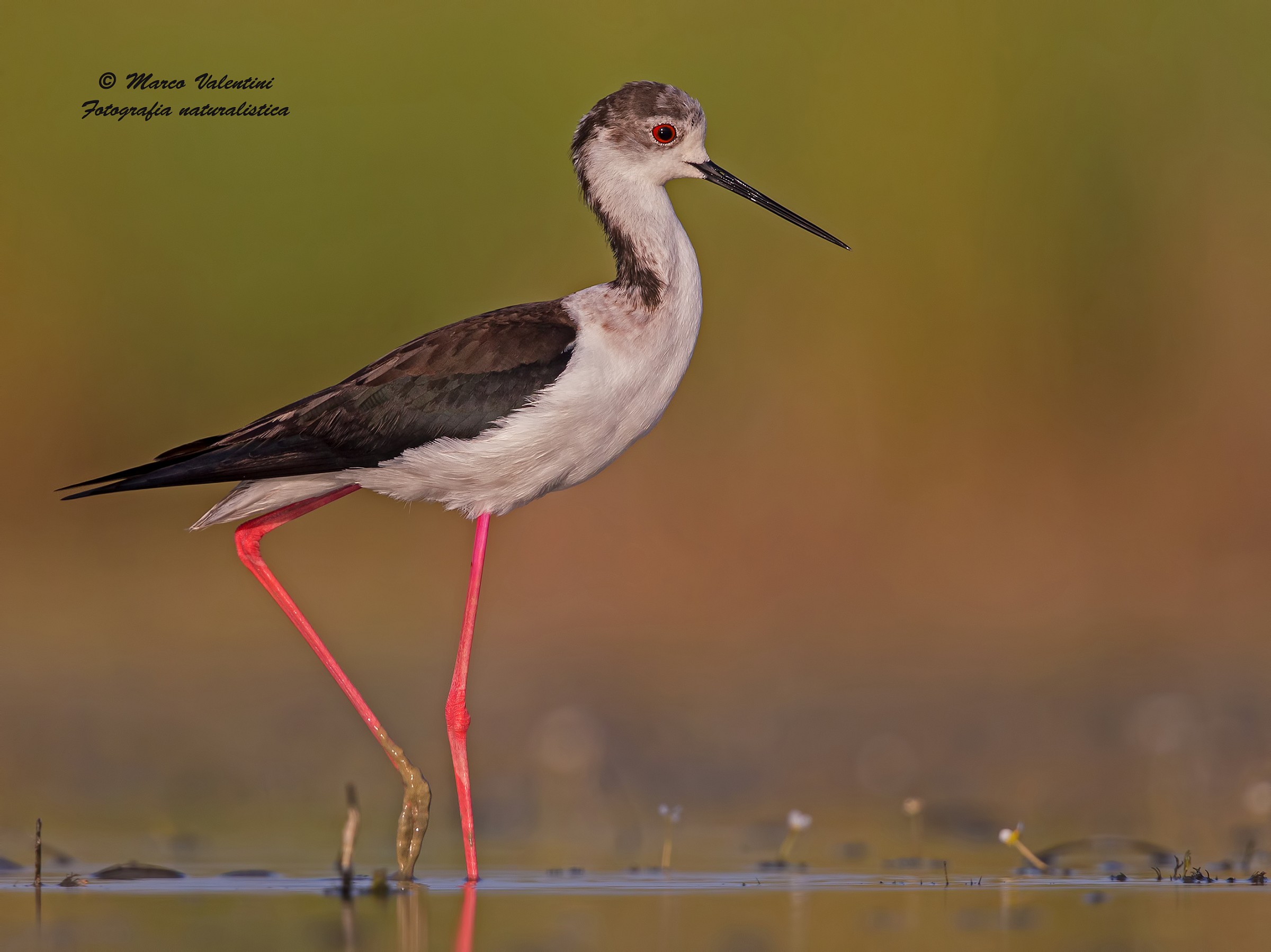 Il cavaliere tramontato