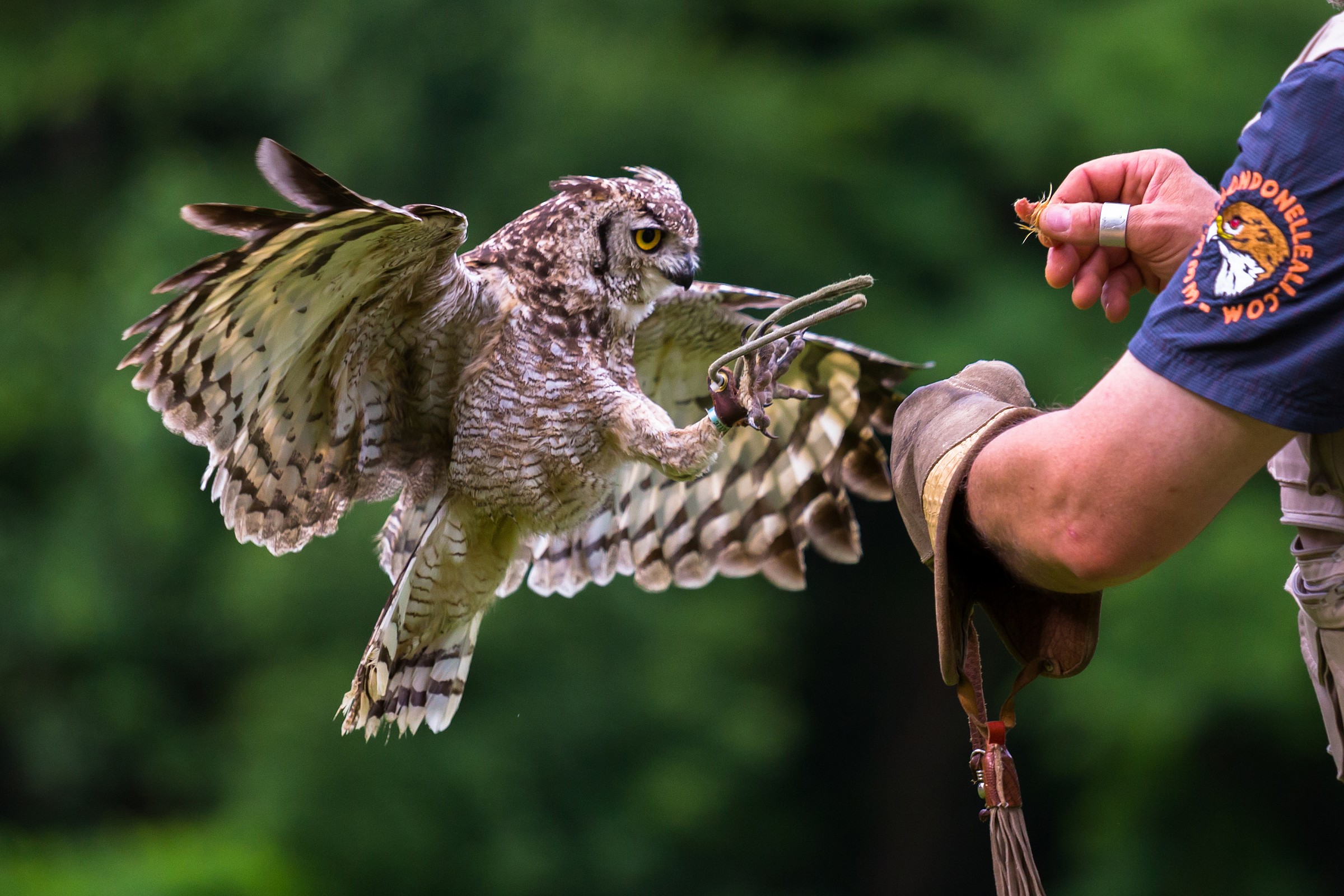 Art of Falconry - Shrek