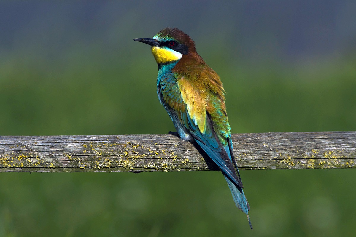 European bee-eater