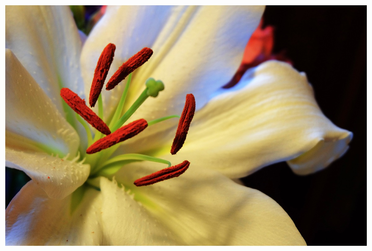Lilium